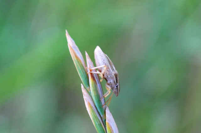 Pentatomidae: Aelia acuminata dell''Emilia